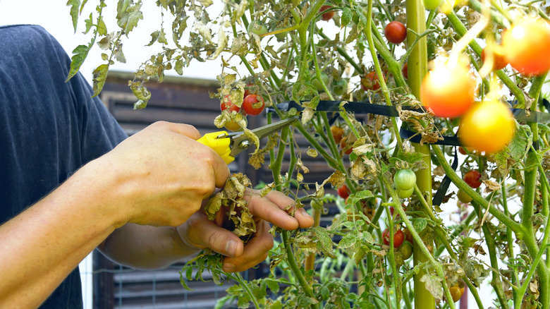 A person is seen pruning a pest-damaged tomato plant
