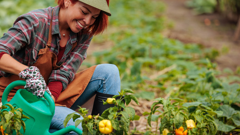 A smiling woman is crouched while watering yellow bell peppers with a green watering can