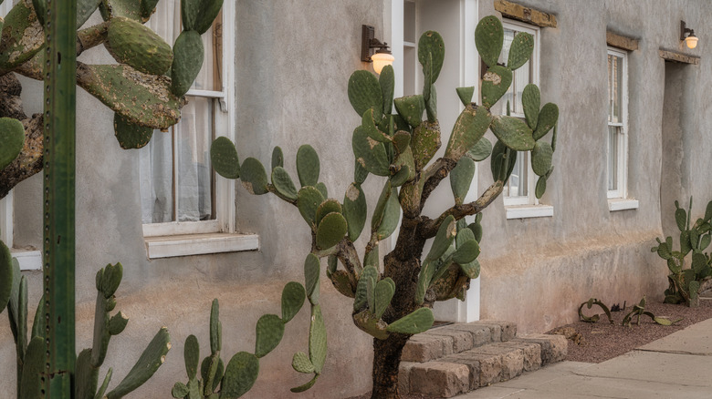 Cacti growing near a house to make it difficult to get close