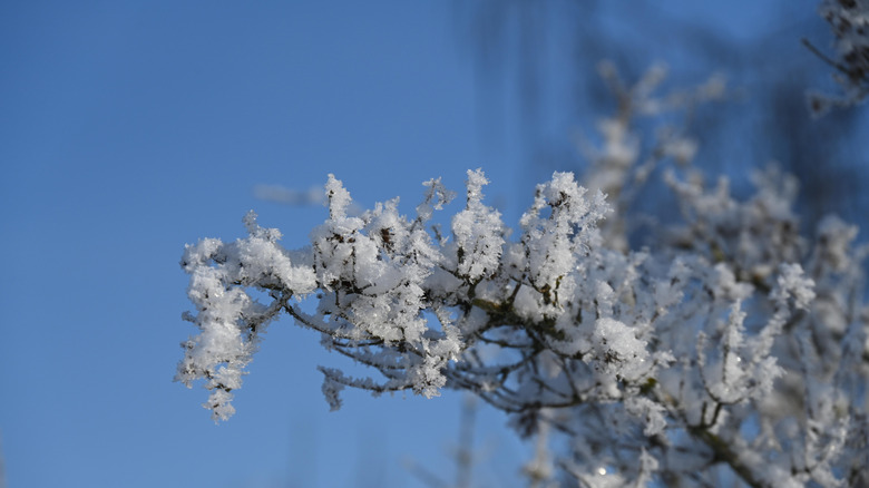 Thick white frost on cherry tree