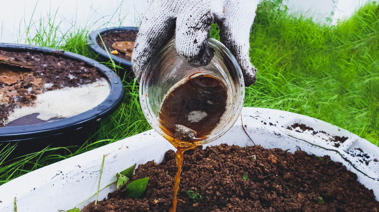 Man adding homemade liquid manure to the soil