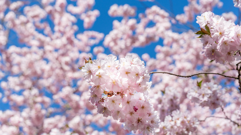 Cherry tree in full sun