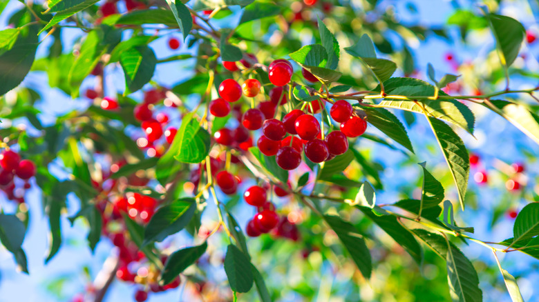 Bright red cherries on a tree