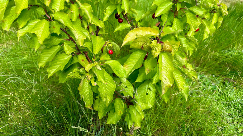 Young cherry tree in the garden