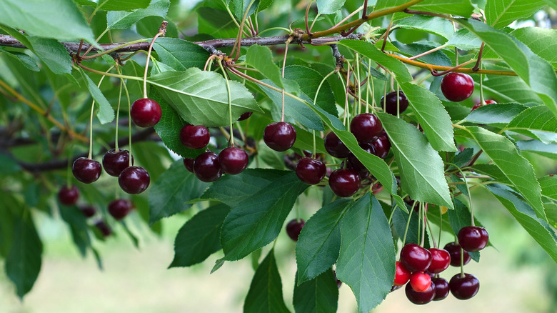 Cherry tree with lots of cherries growing on it