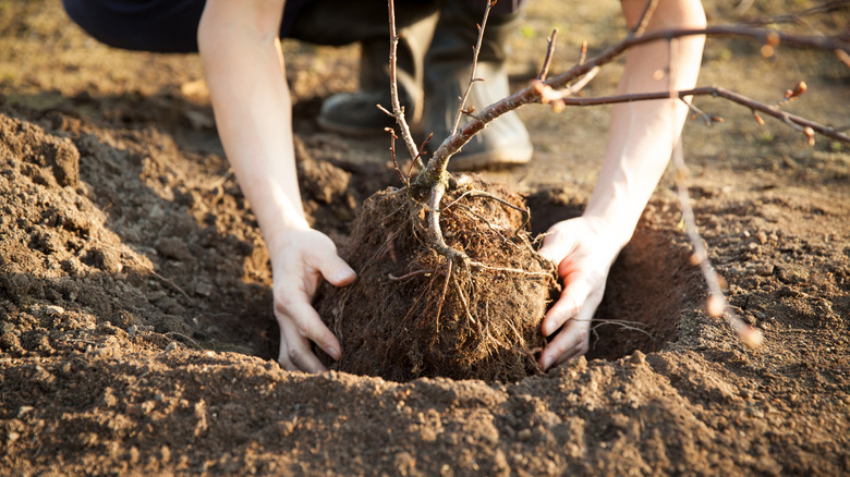 Man planting a cherry tree in deep hole