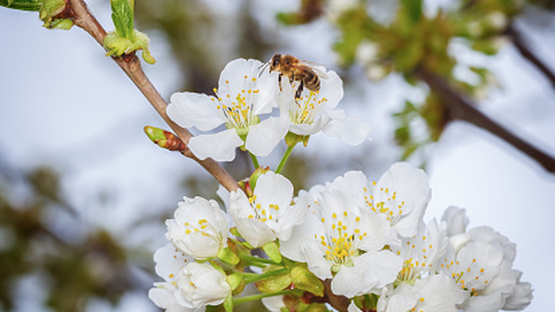 Bee on cherry blossom