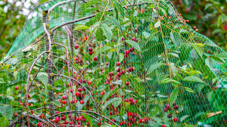 Cherry tree protected by netting