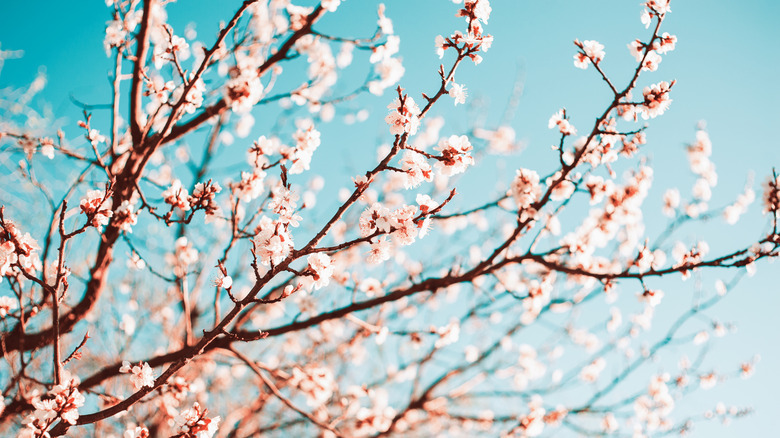 Close up of blossoming cherry tree