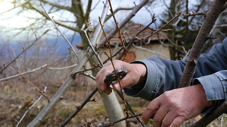 Man pruning a cherry tree in March