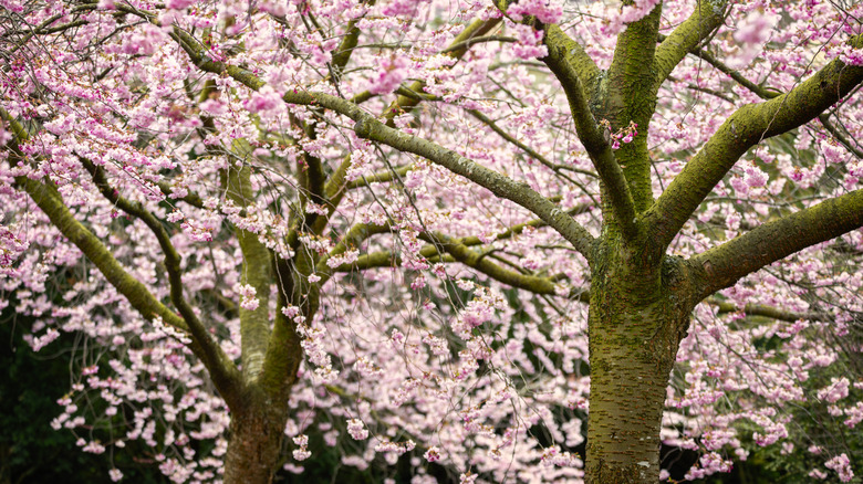 Two mature cherry trees nest to each other for pollination