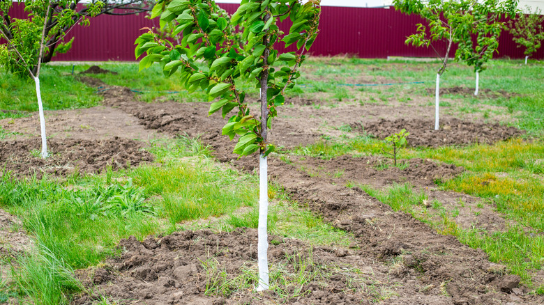 Young cherry in the garden