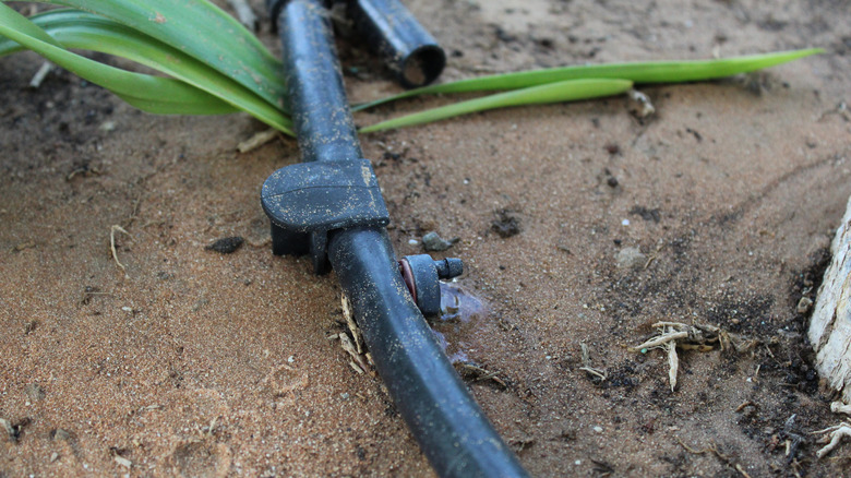 Soaker hose in the garden