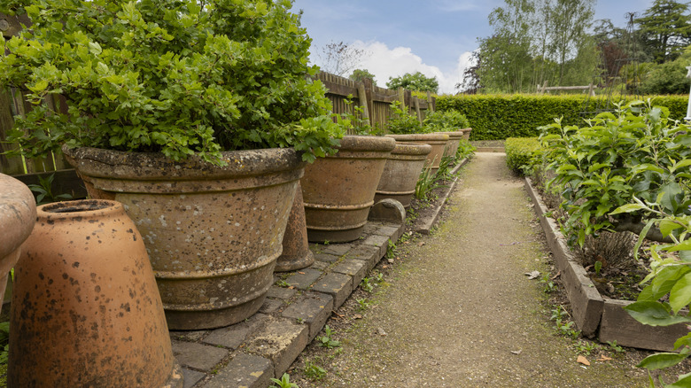 Terracotta pots with herbs in the garden