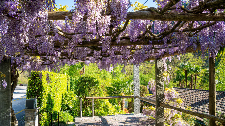 Wisteria climbing over a pergola
