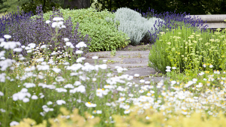 Garden area with old paving and mix of herbs and flowers