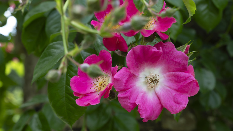 Close up of America Pillar roses