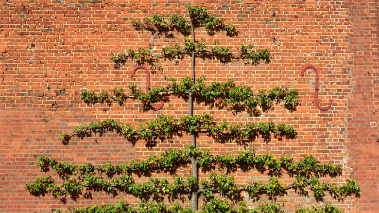 Espalliered fruit tree anchored on a wall