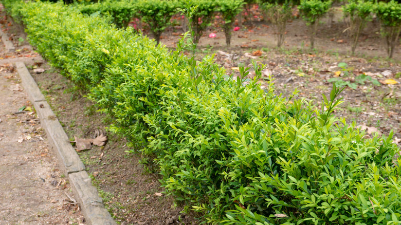 Boxwood shrubs used as a border