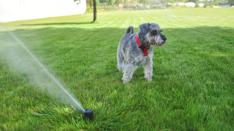 A gray dog standing in a yard with sprinklers