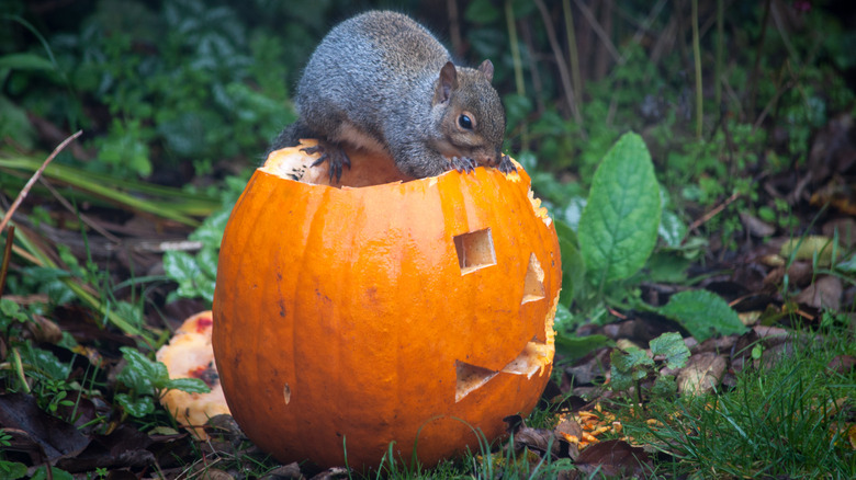 A squirrel chewing on the top of a carved pumpkin