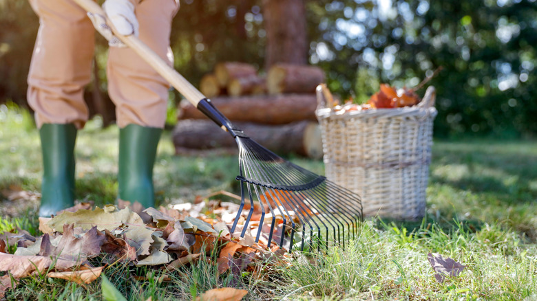 Gardener raking up leaves in the yard