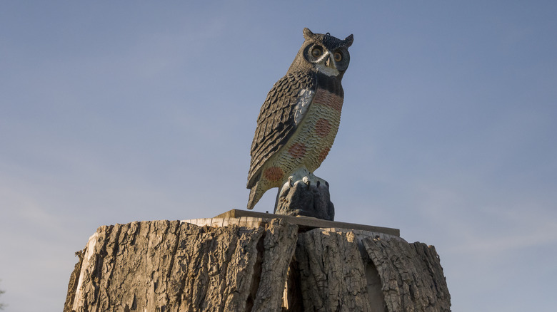 A fake decoy owl predator