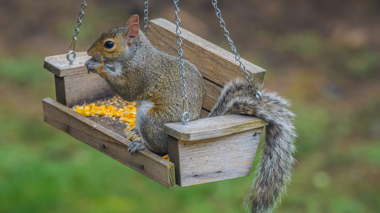 A squirrel eating cracked corn on a bench-shaped feeder