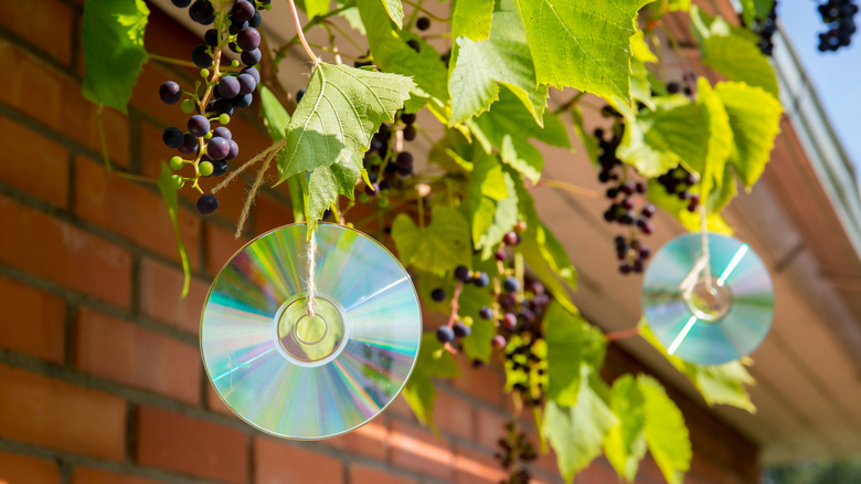 CDs strung from a branch with twine