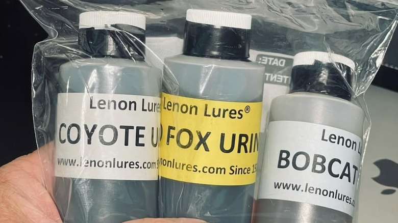 A bag containing coyote, fox, and bobcat predator urine