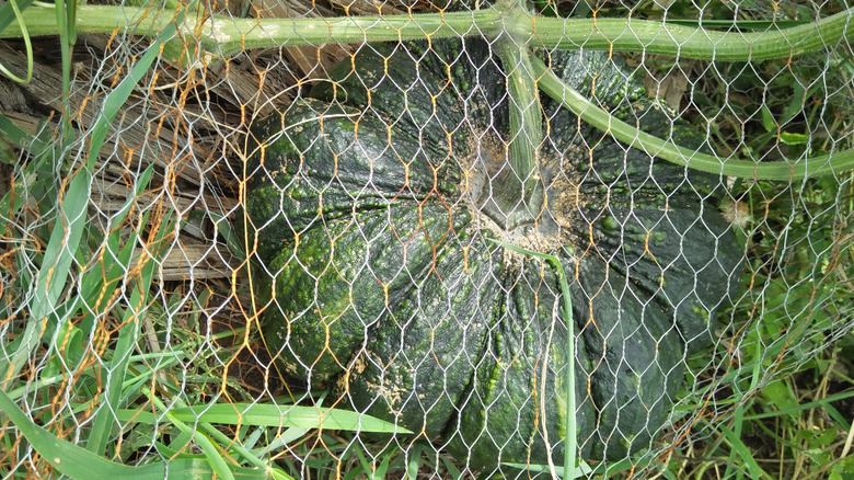 Wire mesh around a pumpkin in the garden