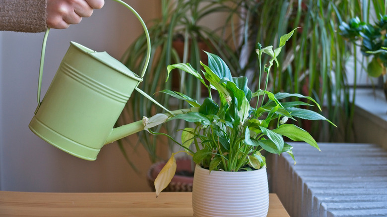 A person using a watering can to water a peace lily