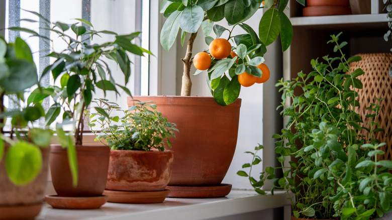 A row of potted plants on a windowsill