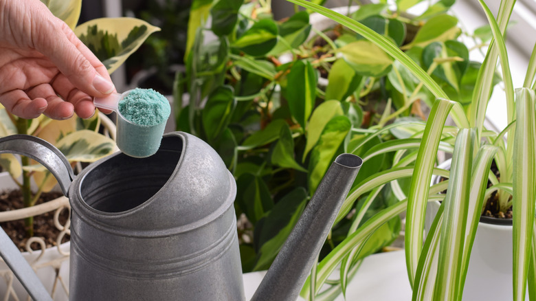 Hand holding scoop of fertilizer over watering can with houseplants