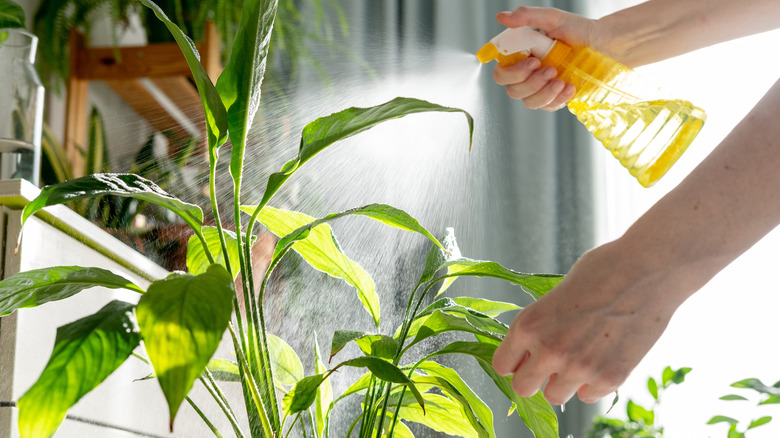 Hands spray an indoor plant with solution from a spray bottle