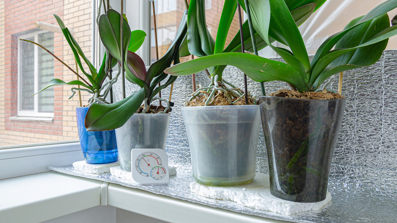 Row of potted plants on styrofoam