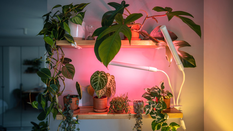 A variety of indoor plants grow underneath a red grow light