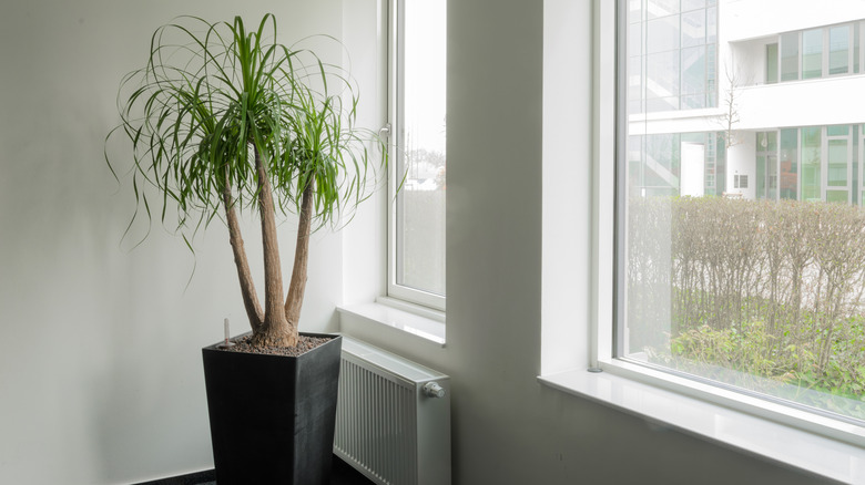 A potted palm is situated next to a radiator and a window