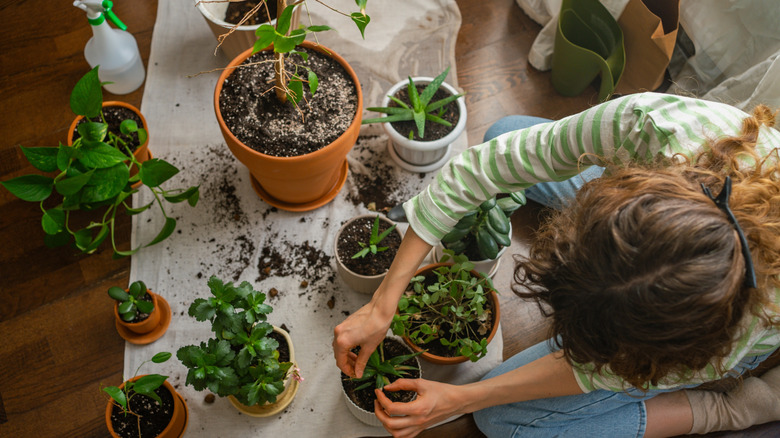 A woman sits on the floor, repotting many plants at once