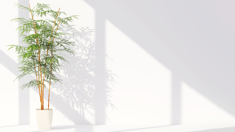 Chinese bamboo in white pot against white wall with raking window light