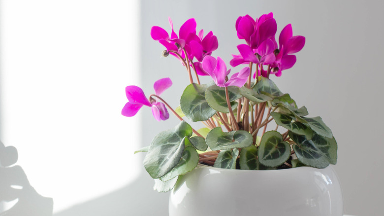 A blooming pink cyclamen in a white pot