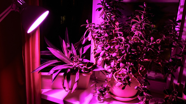 A red grow light shining on plants