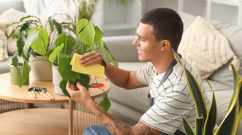 A man carefully wipes down his potted plant's leaves