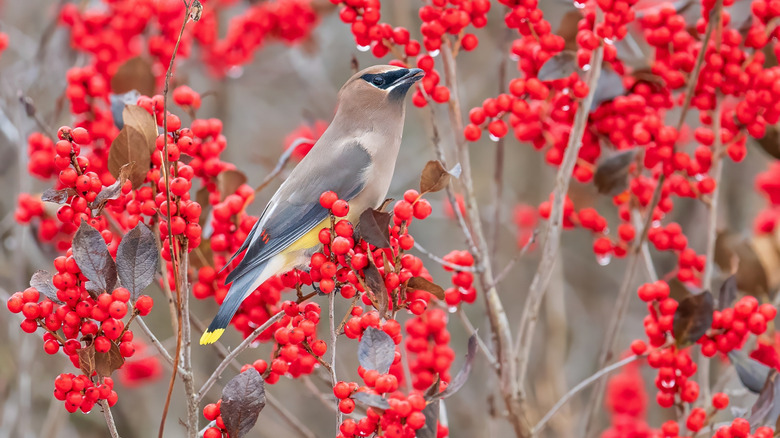 Cedar waxwing perched among winterberry berries