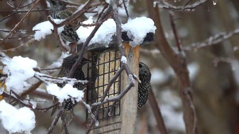 Starlings feeding at a suet feeder during winter, snow covering the feeder and surrounding branches