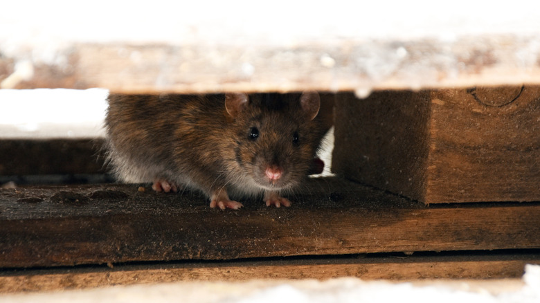 Rat hiding underneath a wood deck during a cold winter day