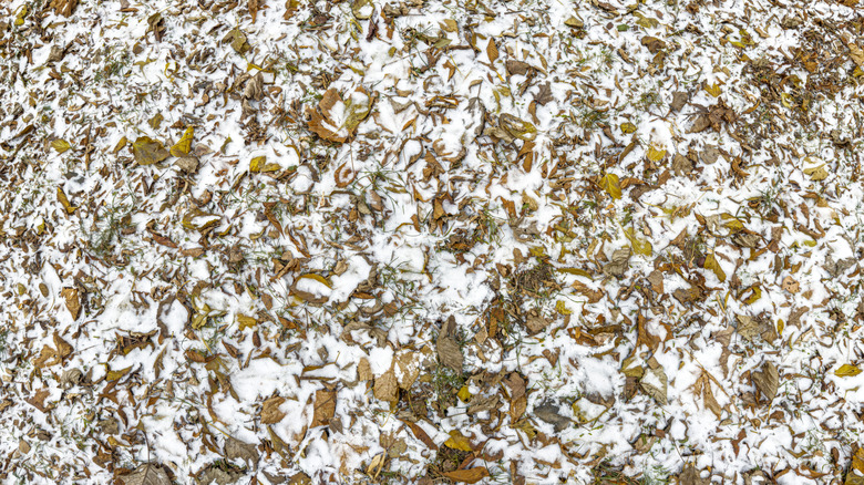 Snow and leaves covering the ground