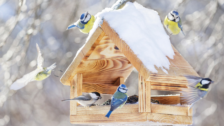 Group of blue birds flying away from and standing in snow-topped wood bird feeder