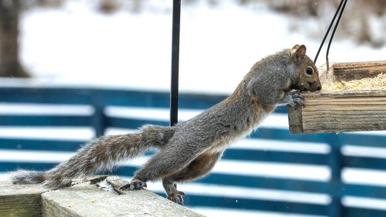 Grey squirrel stretches out from a deck to eat from a suspended bird feeder