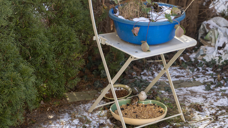 Bird and mouse feeding from ground feeder in a snow-covered yard